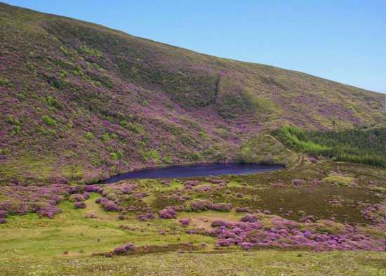 KONICA MINOLTA DIGITAL CAMERA