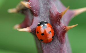 ladybird-thorny-branch